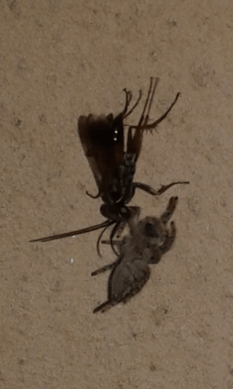 Pompilidae vs Salticidae: Agenioideus cfr. nubecula